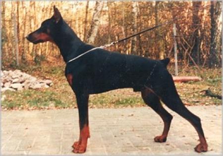 DUTCH CH, VDH SG Graaf Quinto v. Neerlands Stam