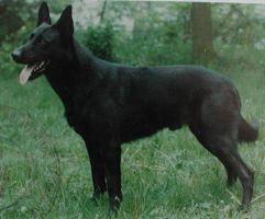 Rocky 'Dhr. J. van Dijk, Helmond'