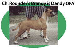 CH Rounder's Brandy is Dandy