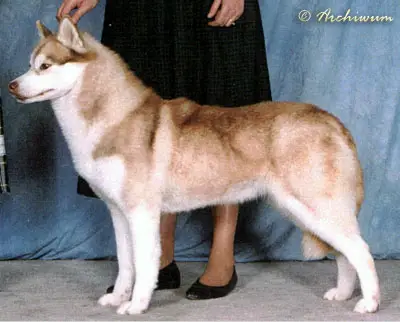 CH USA,CAN Catstan's LACE N' WHISKEY