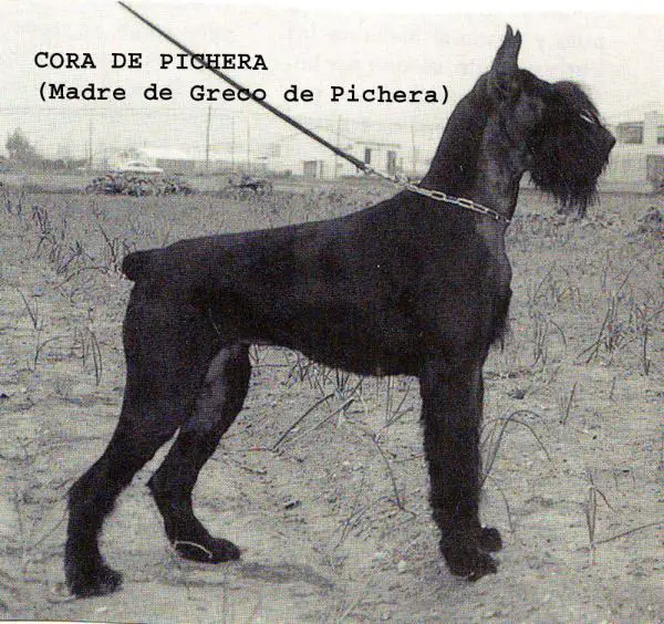 CH (E99) Cora De Pichera