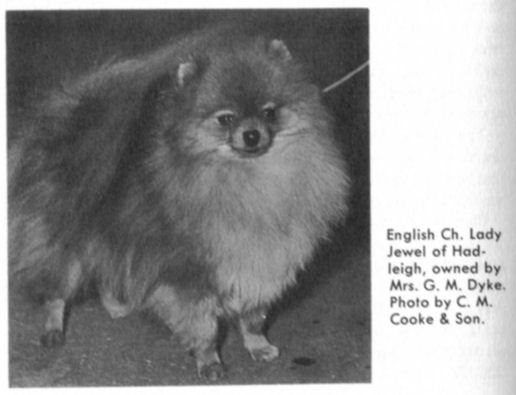 ENG CH Lady Jewel Of Hadleigh