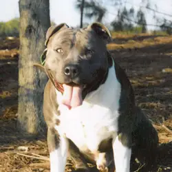 Reveda William Wallace