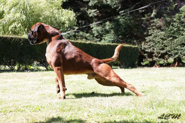 INTCH Halcon de los Morritos