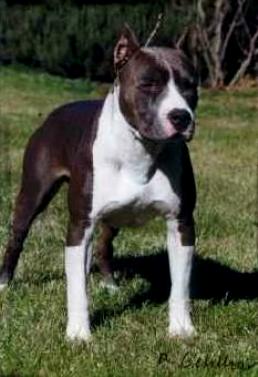 CH WoodForest EZ Blue Diamond