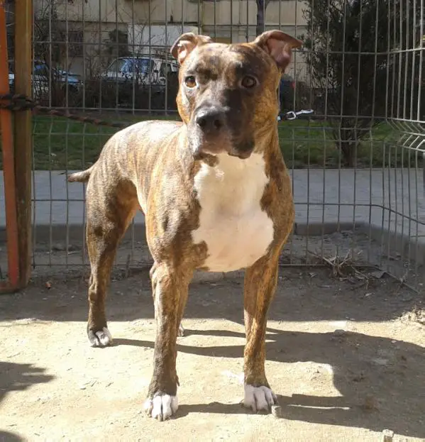 Kiss Amstaff's Aldo ( Dante)