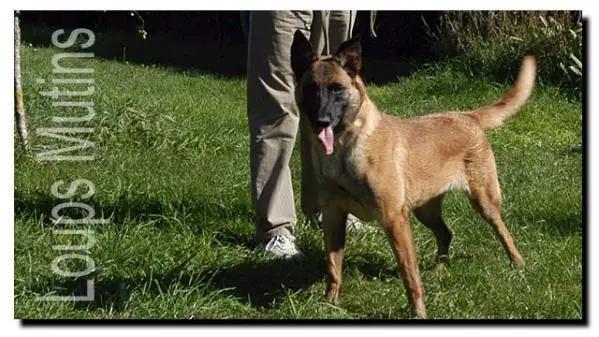 Rocket des Loups Mutins