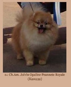 AM CAN CH Jolvin Opaline Peannete Royale