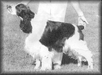 Mompesson Dream Chaser