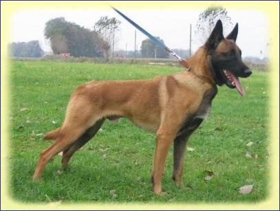 Cougar van de Duvetorre