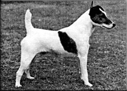 The Maverick of Riber