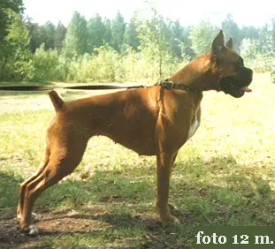 Liter Bomond Gainsborough Memory