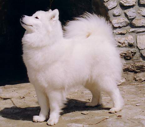 CH Bjelka Bilovics Tunguska