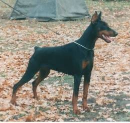 INTCH Dolly Vom Markischen Land