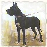 Nembokid-N Indios dell'Armida