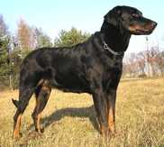 Aranka Černá princezna