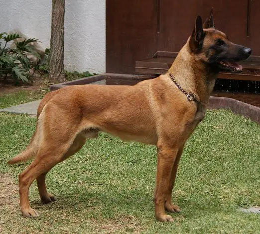 Adok des Loups Mutins