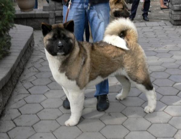 BOS,BOB,CAC Exotic Star Hot New Style