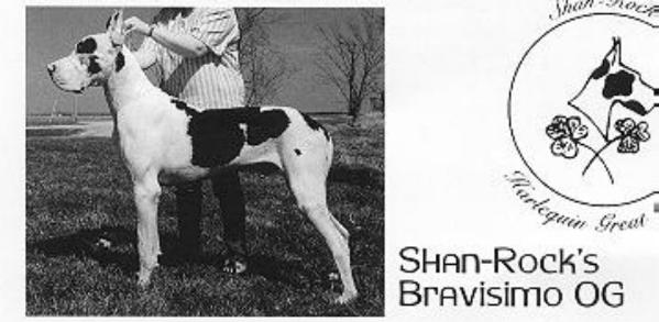 Shan-Rock's Bravisimo Og