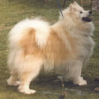 Eng. Ch. Fairvilla Anastasia