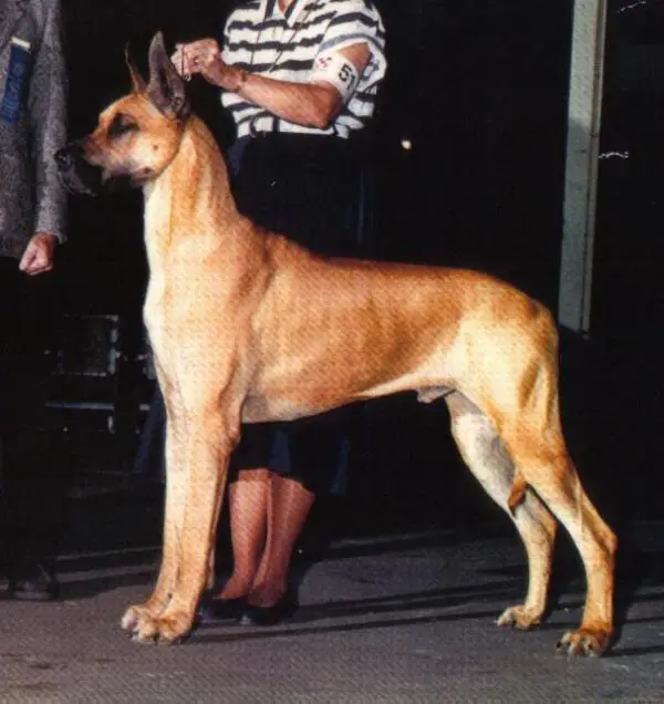 CH Warwick's Thor Bodane