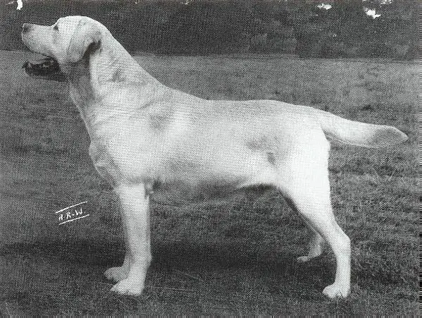 Stajantor Honest John