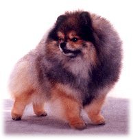 Chrisden's Lil Brutus