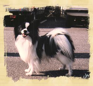 DK CH Gold Wings Dizzy