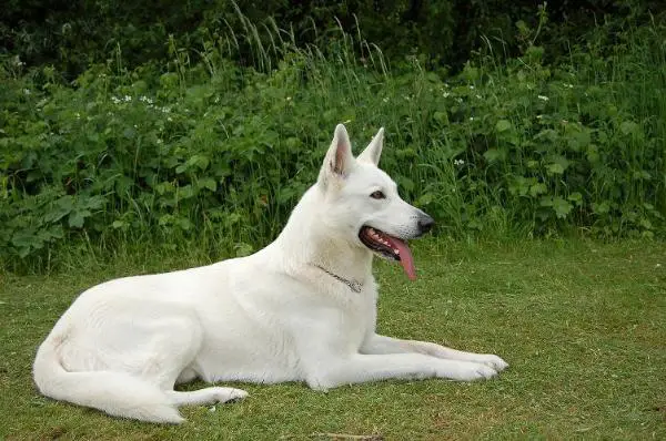 CAC-CACIB BELGUIM Joascha of the White Islanders