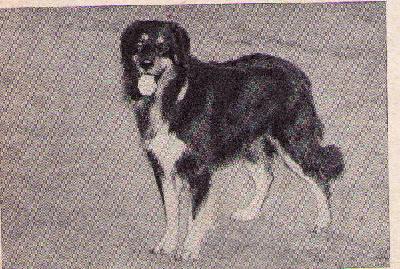 INTERCHAMPION Casso von der Hut