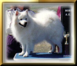 AKC-CH UKC-N'TLGRCH Sierra Chip Off the Block