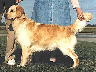 CH Stonehedge Ragweed Tapestry