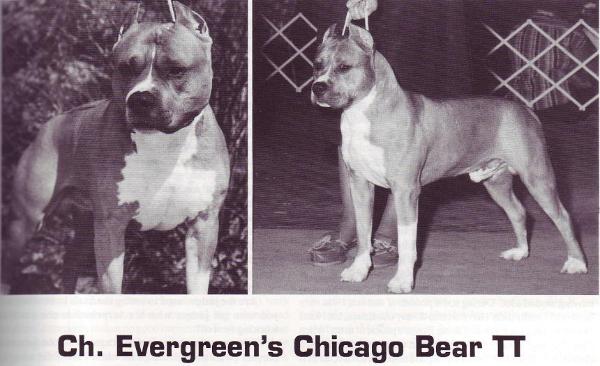 CH Evergreen's Chicago Bear