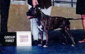 Brontosaur El Toro Big John