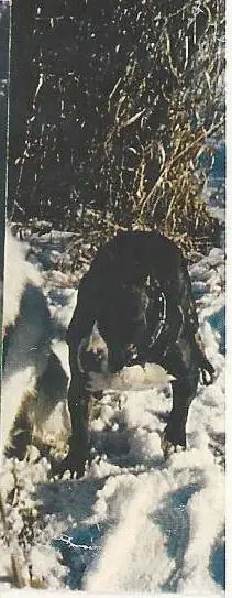 Wildwind's Autumn Huntress