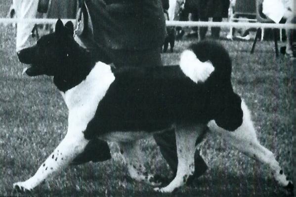 BIS, BISS AKC/UK CH Tamarlane's Veni Vidi Vici