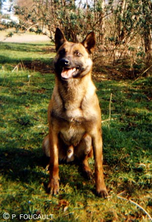 Loubard des Loups Mutins