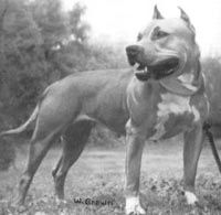 Sugarfoot of Lou-Lin