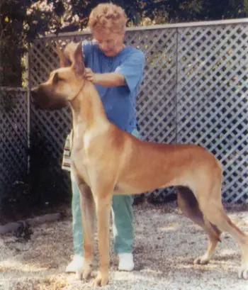 CH Von Riesenhof Valentino