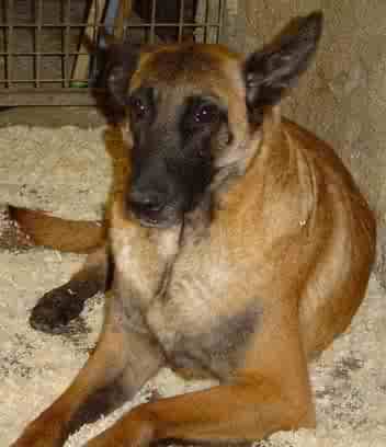 Réglisse de Vulcain