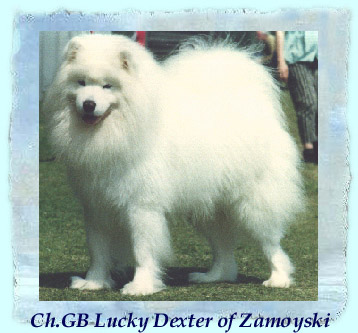 CH GBR Lucky Dexter of Zamoyski