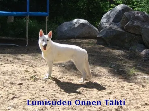 Lumisuden Onnen Tähti