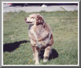 CH Brushwood Buckeye Charm
