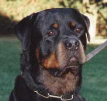 Ö-BJS'91,  Ö-CH Filou von der Bleichstrasse