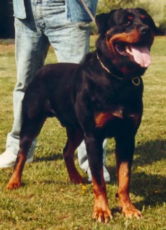 Marco von der Burg Rottweil