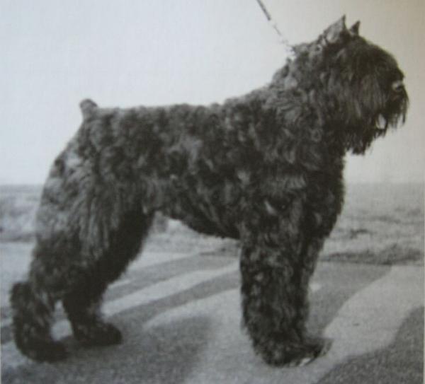 Juno Elza v.h. Witteveenseven