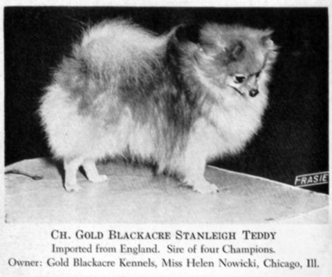 CH Gold Blackacre Stanleigh Teddy