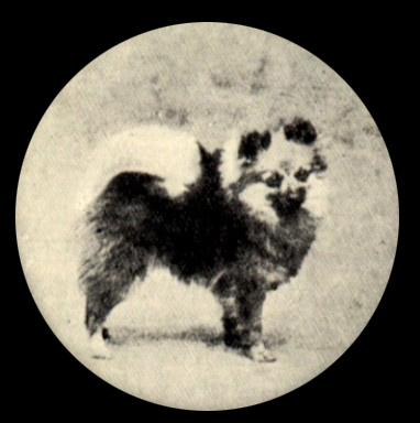 CH Shelton Sable Atom