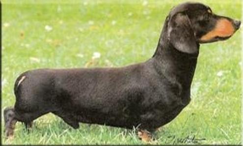 D' Arisca Alexander MS