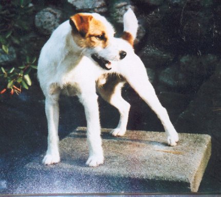 CH Blencathra Badger